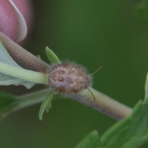 Staria lunata